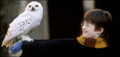 Quel animal emm&egrave;nerais-tu &agrave; Poudlard ?