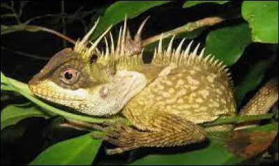 Tu d&eacute;couvres &ccedil;a (voir photo) dans ton jardin. Que fais-tu ?