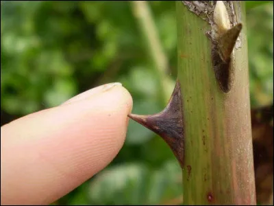 Commune du département des Hautes-Alpes, située dans la vallée du Büech, dans le Parc naturel régional des Baronnies :