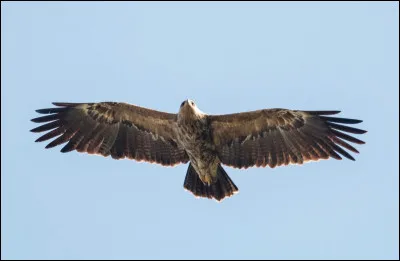 Petite ville de 8 000 habitants du département de l'Orne, située dans la vallée de la Risle :