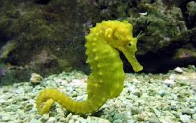 Quel animal est l'hippocampe ?