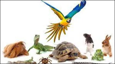 Que signifie le "A" de l'abréviation "NAC" ?