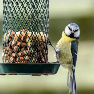Lequel de ces organes fait partie du syst&egrave;me digestif des oiseaux ?