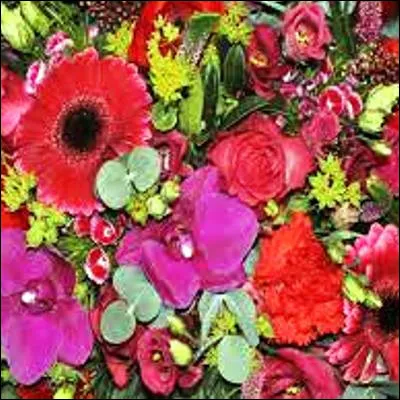 Quelle forme ont les fleurs de la jacinthe sauvage et de la campanule ?