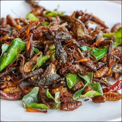 Quel mammif&egrave;re a fait partie de l�ordre aujourd�hui obsol&egrave;te des insectivores ?