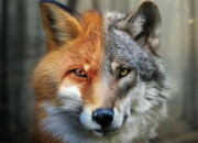 Test Es-tu plus loup ou renard ?