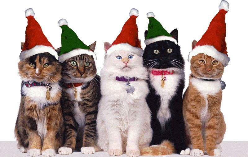 Noël avec nos amis les chats !