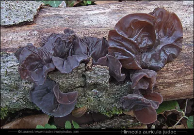 Quel est le nom des fameux champignons noirs très prisés des Asiatiques ?