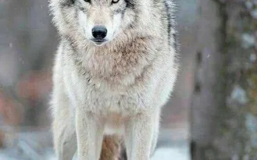 Quiz Animaux