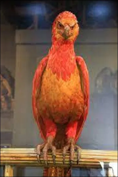 Comment s'appelle l'oiseau de Dumbledore ?
