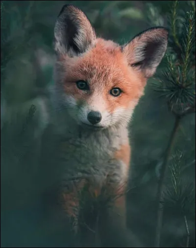 Ton animal préféré est :