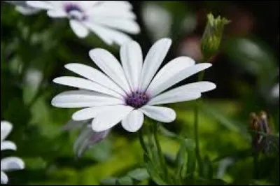 Et ici, que préfères-tu ? (C'est la dernière question.)