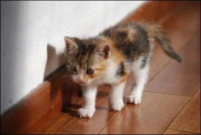 Quavais-tu eu au premier test ? (1)