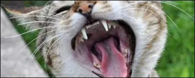 Et là, que préfères-tu ?