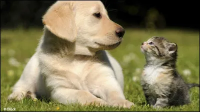 Ton animal préféré est :