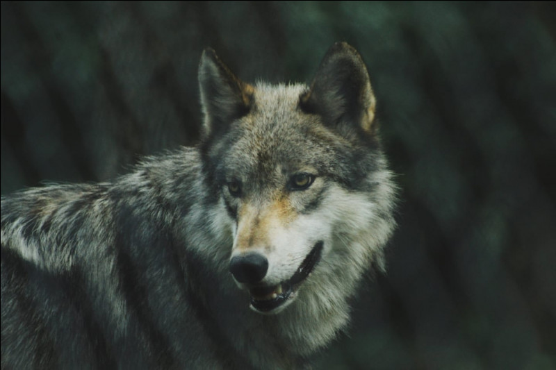 En moyenne, quelle est l’espérance de vie du loup gris d’Europe à l’état sauvage ?