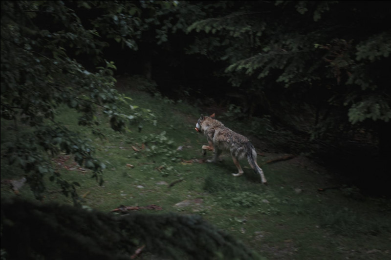 Dans les années 1990, les loups sont réapparus en France après une longue période d’absence. À quel moment ce retour a-t-il été officialisé ?
