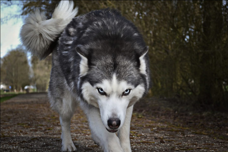 En 2019, le gouvernement a établi un quota d’autorisation d’abattage de loups. À combien s’élevait ce quota ?