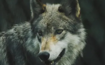 Quiz Loups
