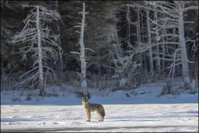 Face à un être humain, le loup