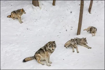 Quest-ce qui caractérise une meute ? Il y a 3 bonnes réponses