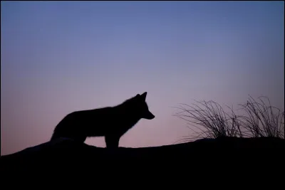Combien y a-t-il de loups en France ?