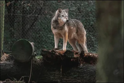 Mais au final, combien pèsent en moyenne les loups qu'on retrouve en France ?