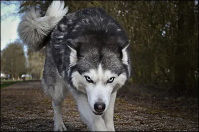 En 2019, le gouvernement a établi un quota dautorisation dabattage de loups. À combien sélevait ce quota ?