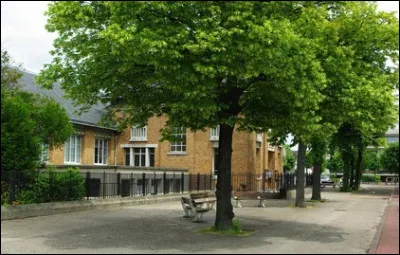 Souvent planté dans les cours des écoles, quel est cet arbre à croissance rapide dont on récolte les fruits pour les tisanes ?