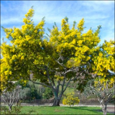 Arbre d'ornement de prédilection, il est réputé pour fleurir très tôt dans la saison. Quel est cet arbre ?