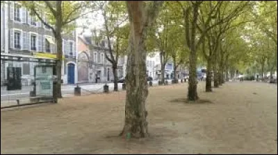 Quel est cet arbre souvent planté dans les espaces publics pour procurer de l'ombre en été ?