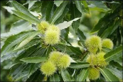 Le bois de cet arbre est recherché par les charpentiers traditionnels. Lequel est-ce ?