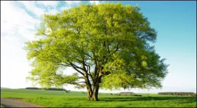 William Shakespeare aurait adoré ce bois. Quel arbre est-ce ?
