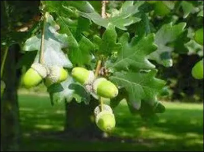 Si tu ne veux pas passer pour un gland dans ce quiz réponds vite à la question. Quel est le nom de cet arbre ?