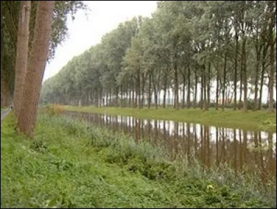 Cet arbre à la croissance rapide est très utilisé dans l'industrie de l'emballage (palettes, cageots, barquettes, boites à formage..). Quel est-il ?