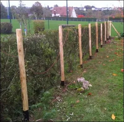 Ce bois a une excellente résistance à l'eau et est utilisé, par exemple, pour les poteaux de vignes ou de champs. Quelle est cette essence de bois ?