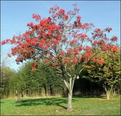 Le bois de cet arbre est stable et solide. Il était utilisé pour les vis de pressoirs, les roues de chariots, les instruments de musique, queues de billard. Quel est cet arbre qui attire les oiseaux ?