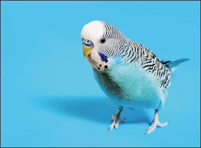 Quelle est la plus cute (perruche ondull&eacute;)