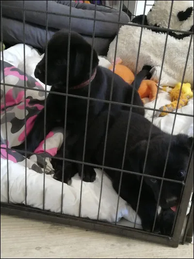 Complétez : "J'aime les..."