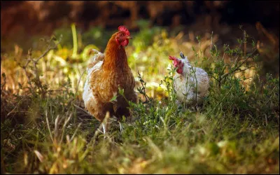 Quelle est la durée moyenne de vie dune poule ?