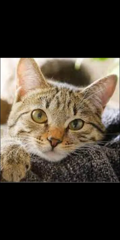 Quelle est l'activité principale d'un chat ?