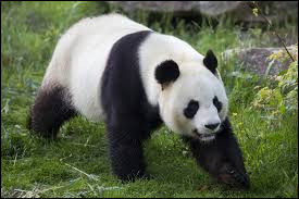 Le panda est un :