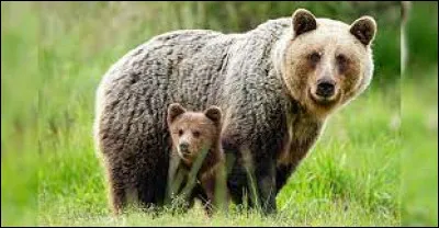 Cet ours fait partie des...