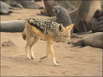 Le chacal est un :