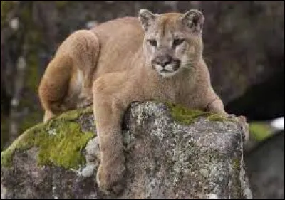 Le puma est un :
