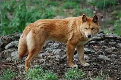 Le dingo est un :
