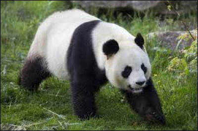 Le panda est un :