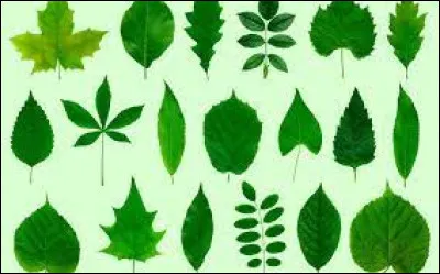 Si vous savez traduire le mot "feuille" en anglais, vous avez le nom d'un modèle électrique de la marque japonaise ...