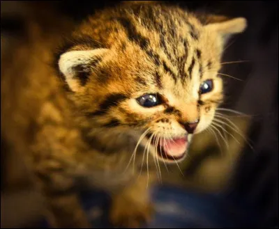 Tu préfères te nourrir de...