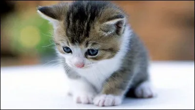 Quelle serait la seconde partie ?